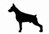 doberman_